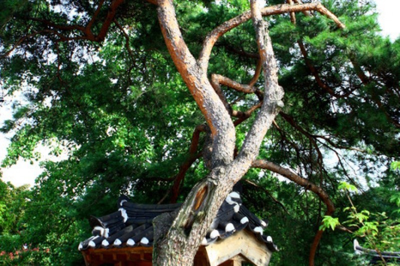 安東河回村［ユネスコ世界文化遺産］