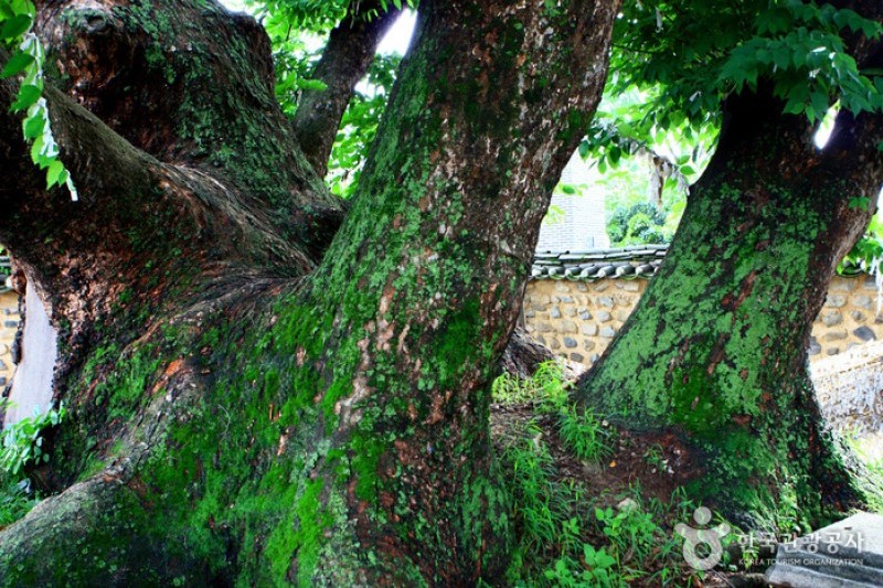 安東河回村［ユネスコ世界文化遺産］