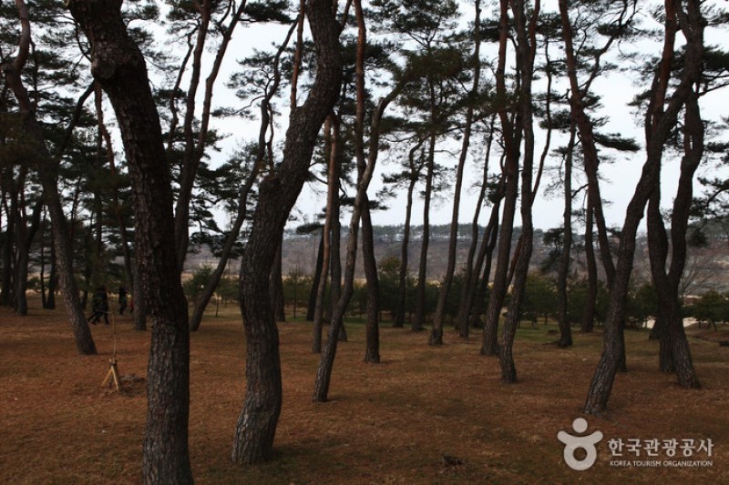 安東河回村［ユネスコ世界文化遺産］