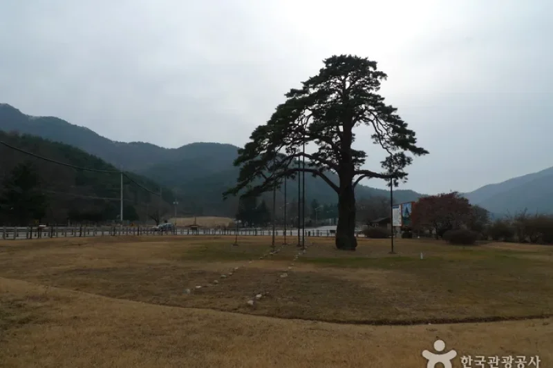 報恩俗離正二品松