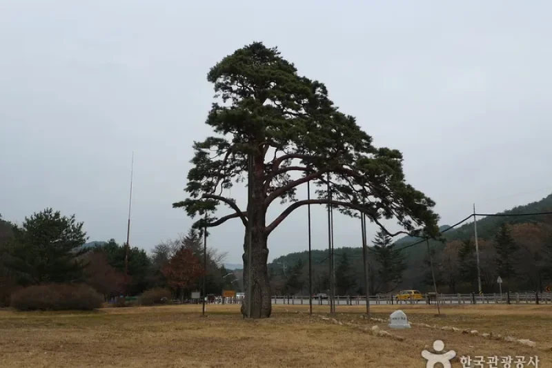 報恩俗離正二品松