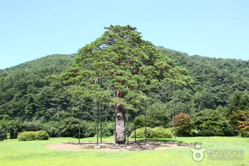 報恩俗離正二品松