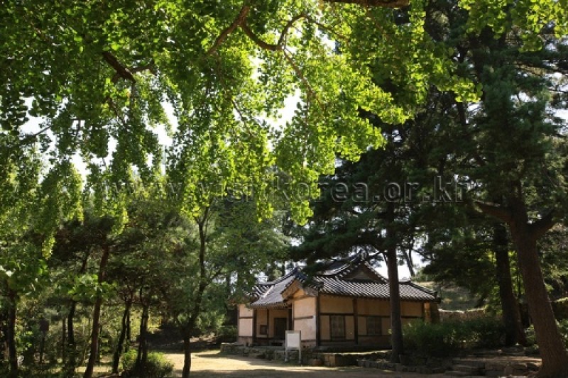 牙山 孟氏杏檀