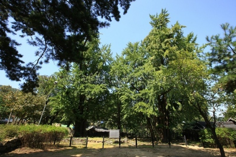 牙山 孟氏杏檀