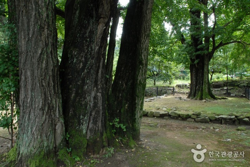 牙山 孟氏杏檀