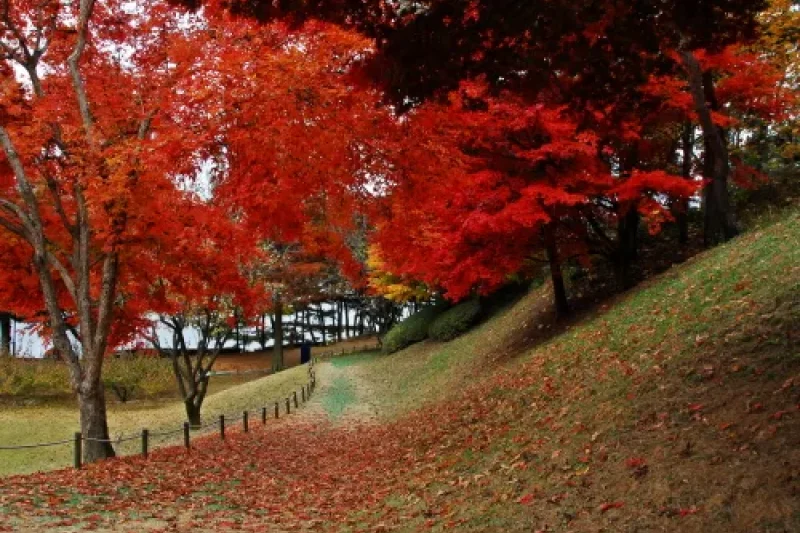 大清湖五百里キル（대청호오백리길）